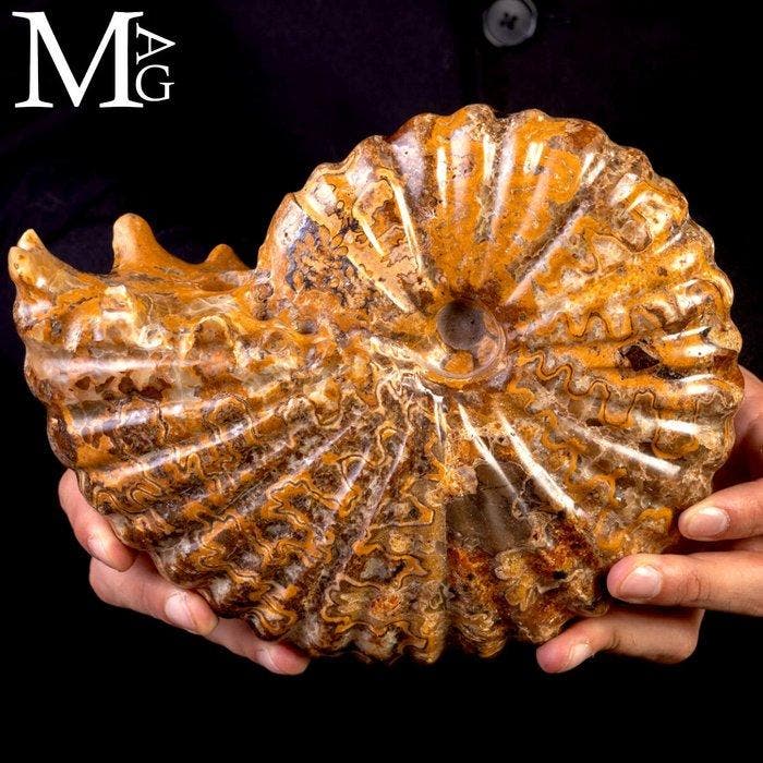 Ammoniet Fossiel Lucidata – Madagaskar - Fossiel fragment -, Verzamelen, Mineralen en Fossielen