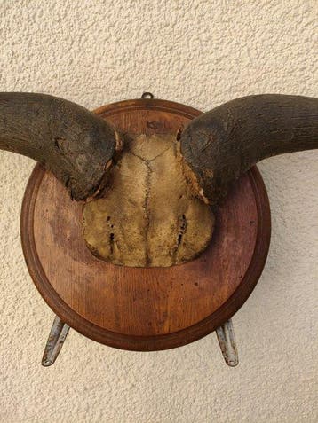 Trophée de chasse
