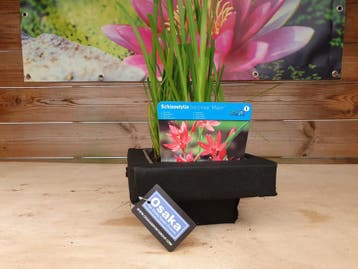 Osaka drijfmand 25cm voor plantenmand 18x18 (Vijverplanten), Ophalen of Verzenden