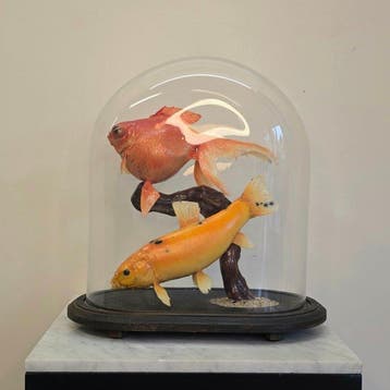 Goudvis Sluierstaart en Goudzeelt Taxidermie volledige, Verzamelen, Nieuw