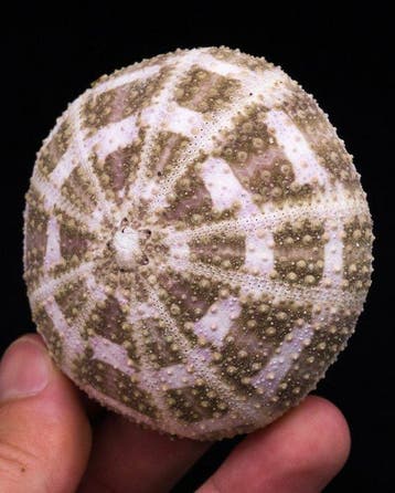 Coquille doursin tartan dAlphonse (Tripneustes gratilla)