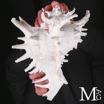 Natuurlijke Murex Ramosus-schelp: Een meesterwerk van de