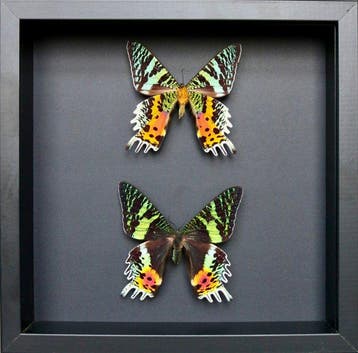 Vlinder Taxidermie volledige montage - Urania ripheus - 23, Verzamelen, Nieuw