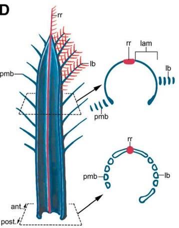 Dinosaurus - Barnsteen - A unique rachis-dominated feather