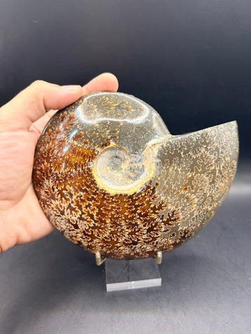 Ammoniet - Gefossiliseerd dier - Cleoniceras besairei - 15.6