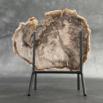 Magnifique tranche de bois pétrifié sur un socle
