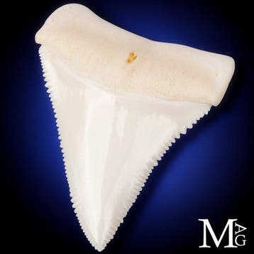 Witte haaientand - Perfect bewaard Carcharodon carcharias
