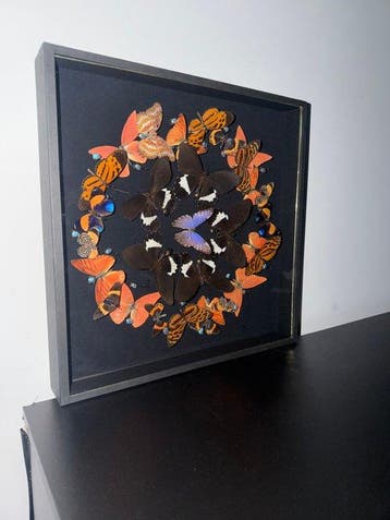 Insekt Taxidermie wandmontage - Various species – Asterope