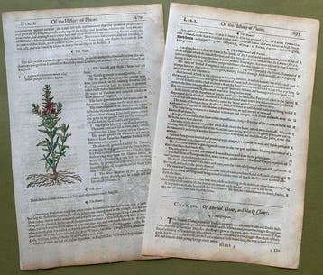 The Herball or generall Historie of Plantes [5 xilografie