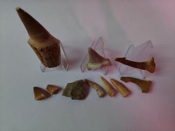 Fossiele tanden (Zonder minimumprijs)
