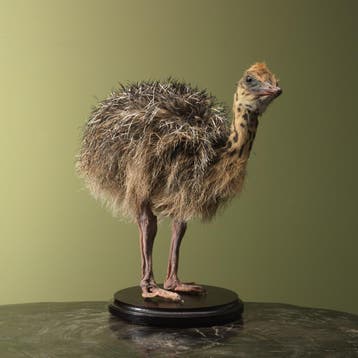 Struisvogel Kuiken Taxidermie Opgezette Dieren By Max, Ophalen of Verzenden, Nieuw, Vogel, Opgezet dier