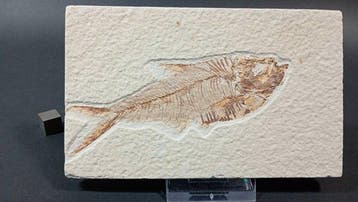 Pez Fósil - Fossiele plaatmatrix - Diplomystus Dentatus -, Verzamelen