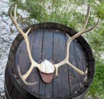 Edelhert Schedel met gewei - Cervo rosso - 30 cm - 33 cm -, Verzamelen, Nieuw