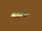 Oud gewicht om het figuurlijke goud te wegen. Hanneton. -