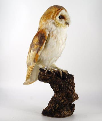 Kerkuil Taxidermie volledige montage - Tyto alba - with EU, Nieuw