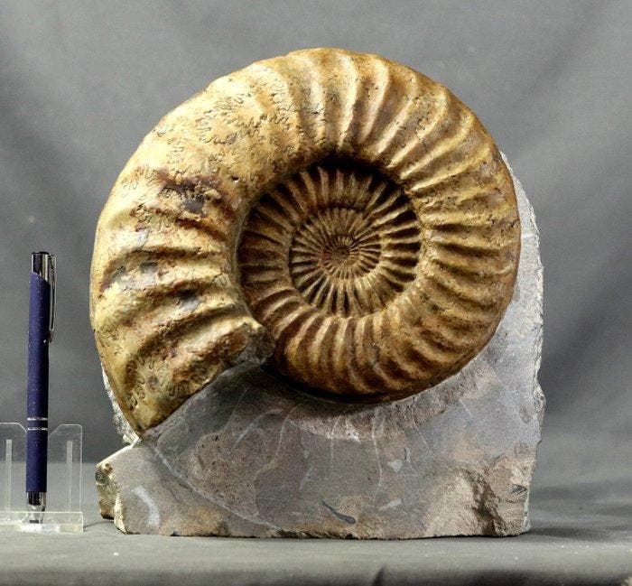 Prachtige ammoniet op maat gemaakte standaard -, Collections, Minéraux & Fossiles