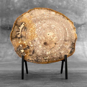 Superbe tranche de bois pétrifié sur un socle sur mesure -