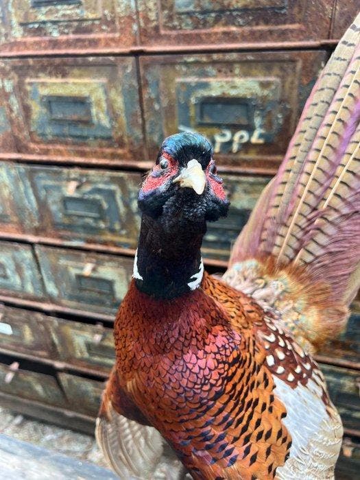 Fazant Taxidermie volledige montage - Phasianus colchicus -, Collections, Collections Animaux