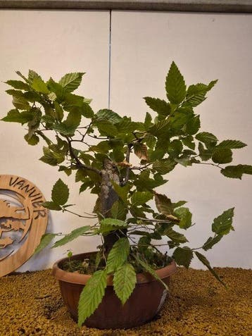 Carpinus bonsai (Carpinus) - Hoogte (boom): 49 cm - Diepte