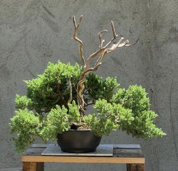 Jeneverbes bonsai (Juniperus) - Hoogte (boom): 32 cm -
