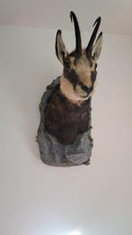 Gems Taxidermie volledige montage - Gams Chamois - 60 cm -