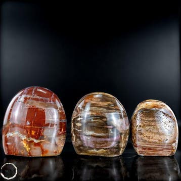 Prachtige set van versteend hout – Vrije vormen- 1379.42 g -, Verzamelen