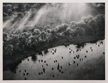 Sebastião Salgado - Okavango Delta, Botswana, 2007