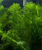 Aquariumplant - Elodea Densa bos (zuurstof), Verzenden, Nieuw, Plant(en), Steen of Hout