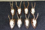 Roebuck Crâne - Capreolus capreolus - 0 cm - 0 cm - 0 cm-