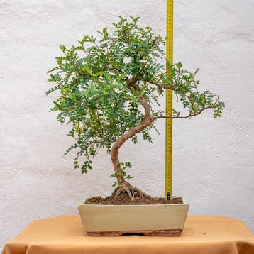 Bonsaï Poivre Chinois (Zanthoxylum) - Hauteur (arbre) : 48