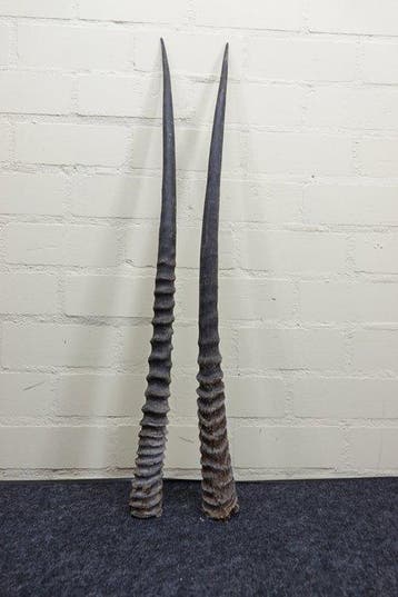 Gemsbok Hoorns - Oryx gazella - 85 cm - 3 cm - 0 cm-, Nieuw
