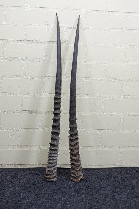 Gemsbok Hoorns - Oryx gazella - 85 cm - 3 cm - 0 cm-, Verzamelen, Dierenverzamelingen