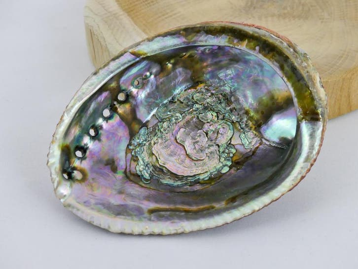 Abalone Schelp Groot - Palo santo hout of salie brander -..., Maison & Meubles, Accessoires pour la Maison | Autre, Enlèvement ou Envoi