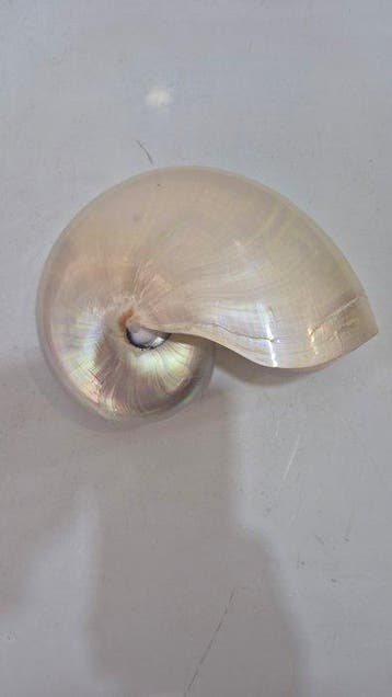 Zeeslak Taxidermie volledige montage - Nautilus - 13 cm - 17