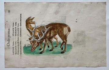 Conrad Gesner - Nomenclator aquatilium animantium - 1560