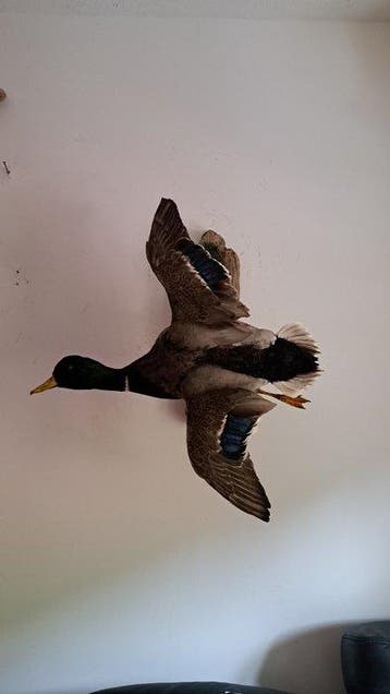 Eend Taxidermie volledige montage - Stockente Mallard - 50