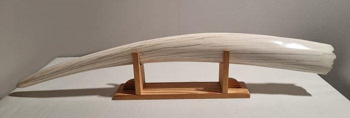 Walrus Tand - Odobenus rosmarus - 73 cm - 19 cm - 19 cm-, Collections, Collections Animaux