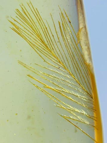 Plumes - Ambre - 16 mm - 7.5 mm
