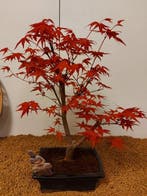 Japanese maple bonsai (Acer palmatum) - Hoogte (boom): 41 cm