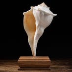 Lightning Whelk sur socle personnalisé - Busycon Contrarium