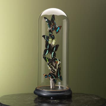 Vlinders in Antieke Stolp Taxidermie Opgezette Dieren By Max, Ophalen of Verzenden, Opgezet dier