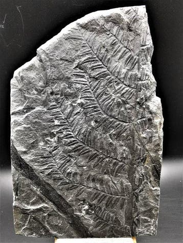 Varen - Gefossiliseerde plant - Alethopteris lonchitica