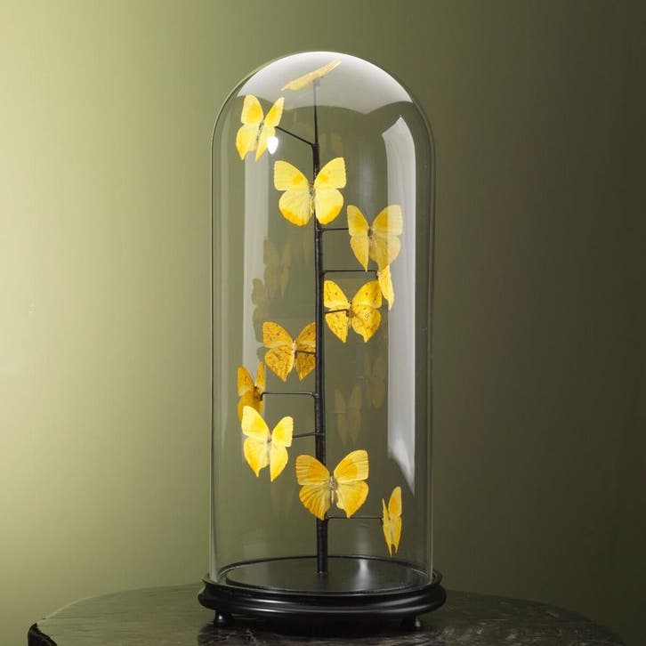 Vlinders in Antieke Stolp Taxidermie Opgezette Dieren By Max, Collections, Collections Animaux, Enlèvement ou Envoi