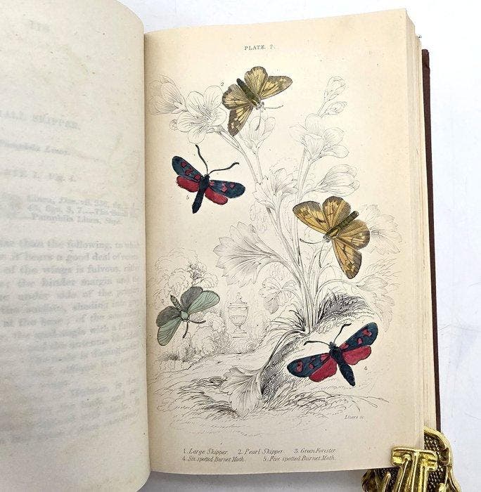 The Naturalist’s Library XIV - Entomology. British Moths -, Antiquités & Art, Antiquités | Livres & Manuscrits