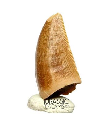 Dent de dinosaure Abelisaurid Majungasaurus crenatissimus de