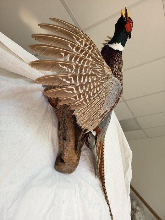 Fazant Taxidermie replica montage - Phasianus colchicus - 75, Collections, Collections Animaux