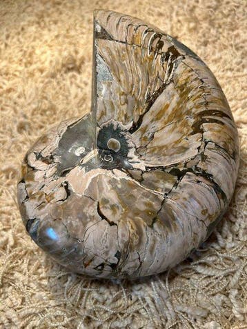 Cymatoceras Nautilus - Coquillage fossilisé - Cymatoceras, Verzamelen