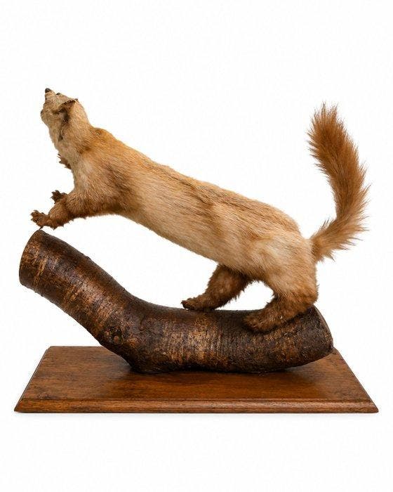 Zoogdier Taxidermie volledige montage - Martre naturalisée, Antiek en Kunst, Curiosa en Brocante