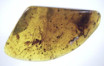 Birmese barnsteen - Barnsteen - 10 Burmese Amber Fossils, Verzamelen