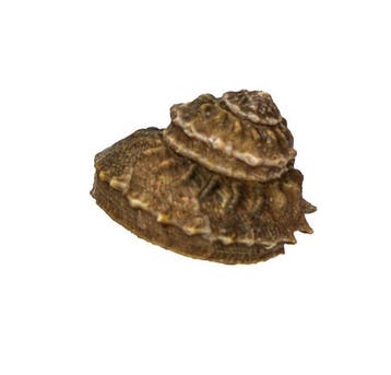 Rare escargot de roche (Bolma rugosa) avec opércule – pièce